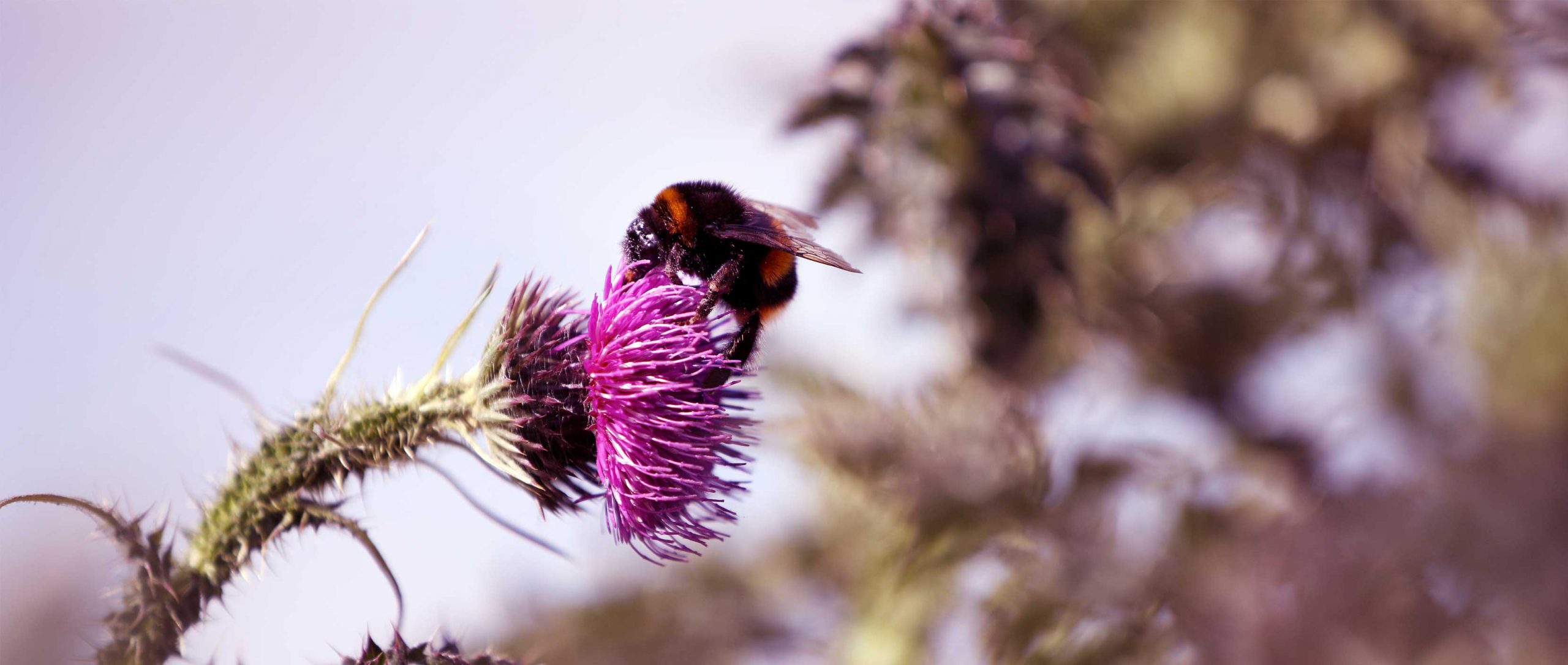 our vision for Wintringham 