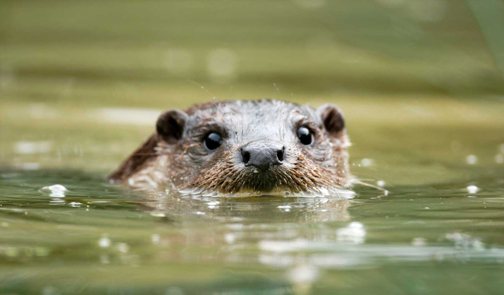 Streams and otters at Wintringham