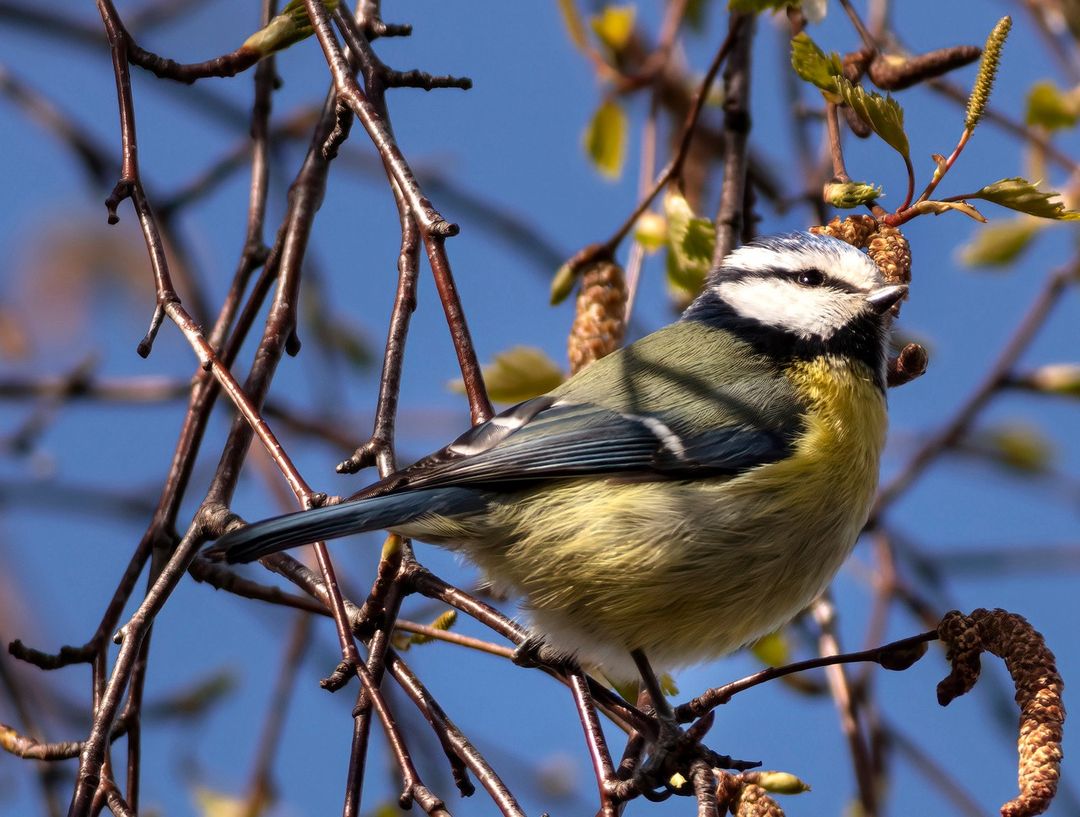 Featured image for “Encouraging wildlife to Wintringham gardens”