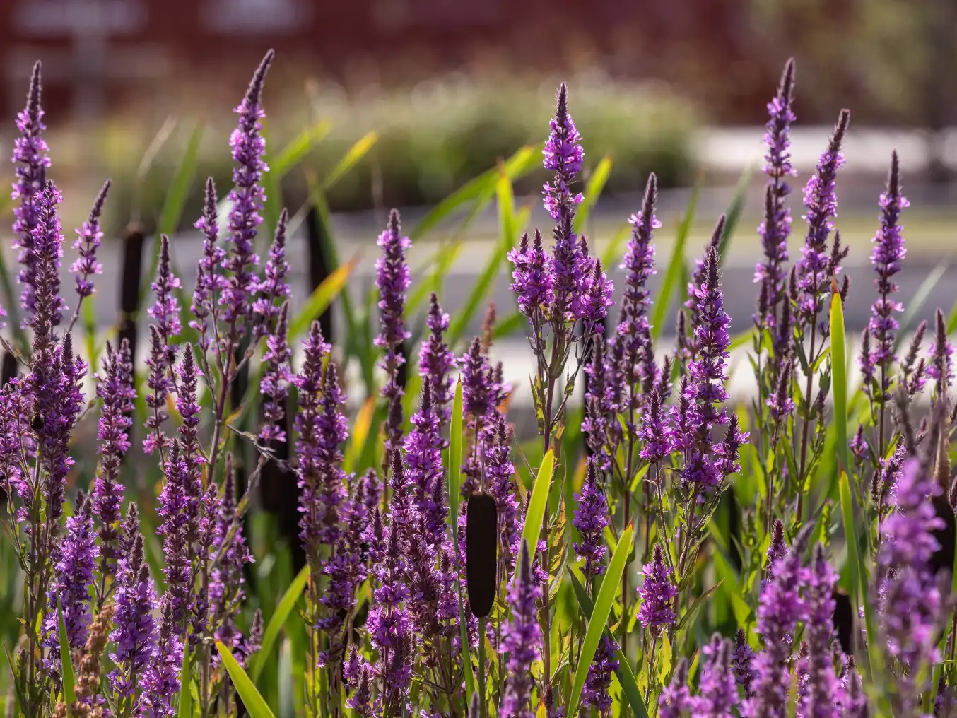 Purple loosestrife wild flower at Wintringham