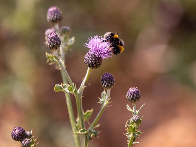 Bee on Thistle