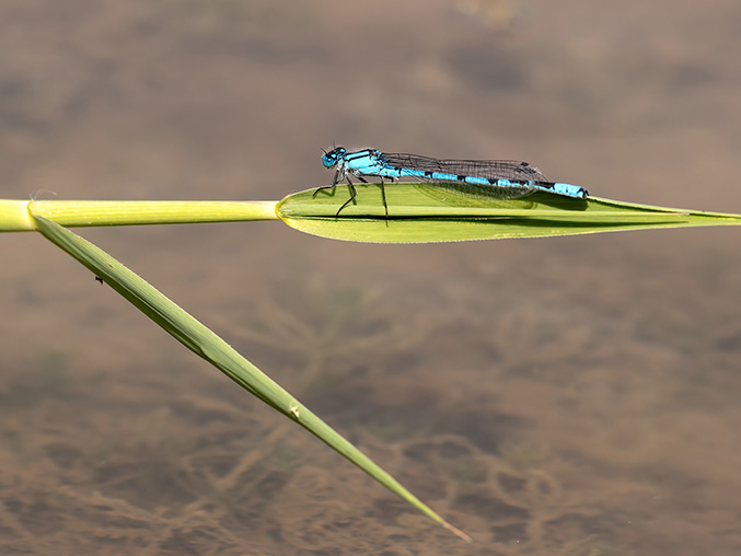 Common Blue Damselfly