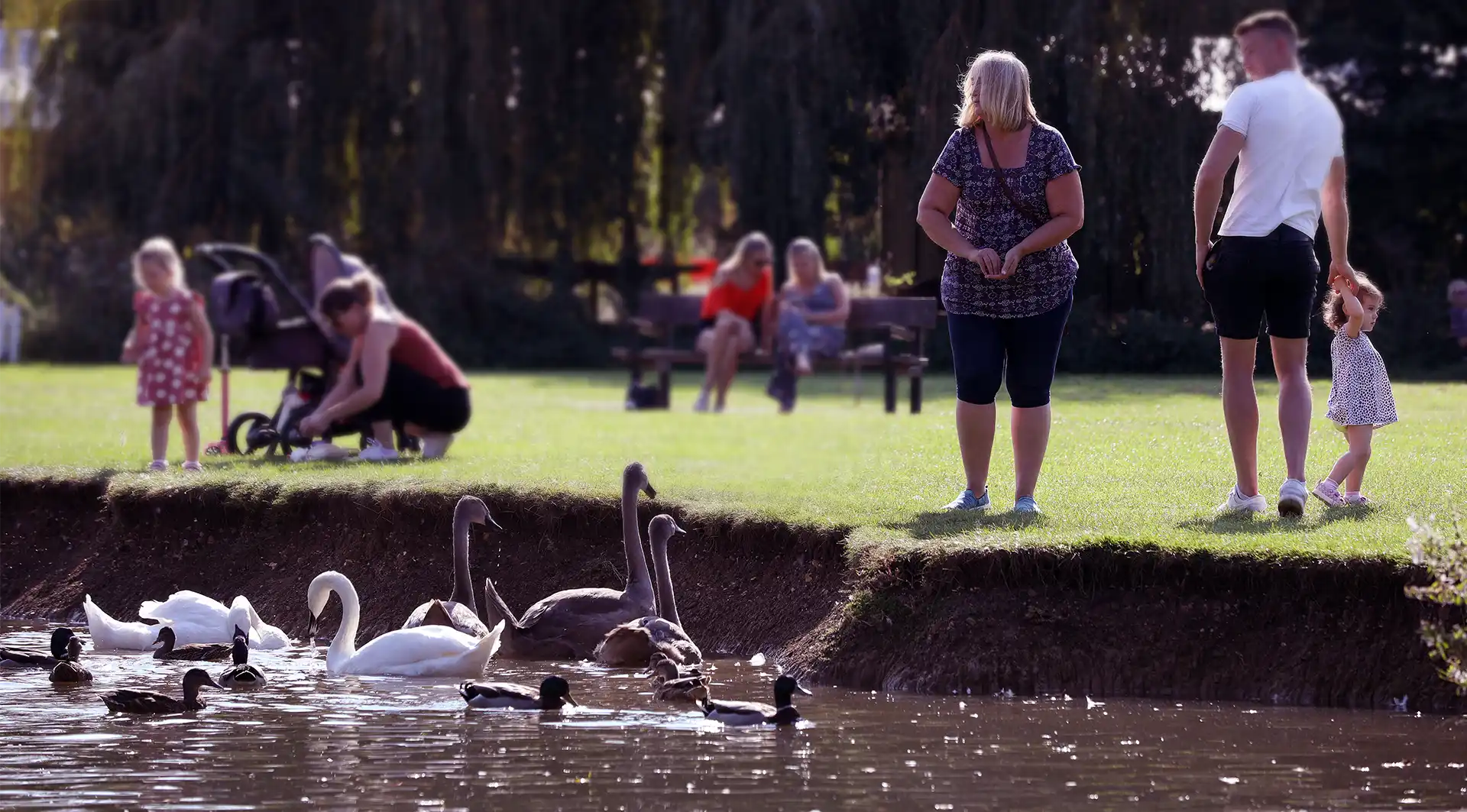 Wildfowl in the water at St Neots